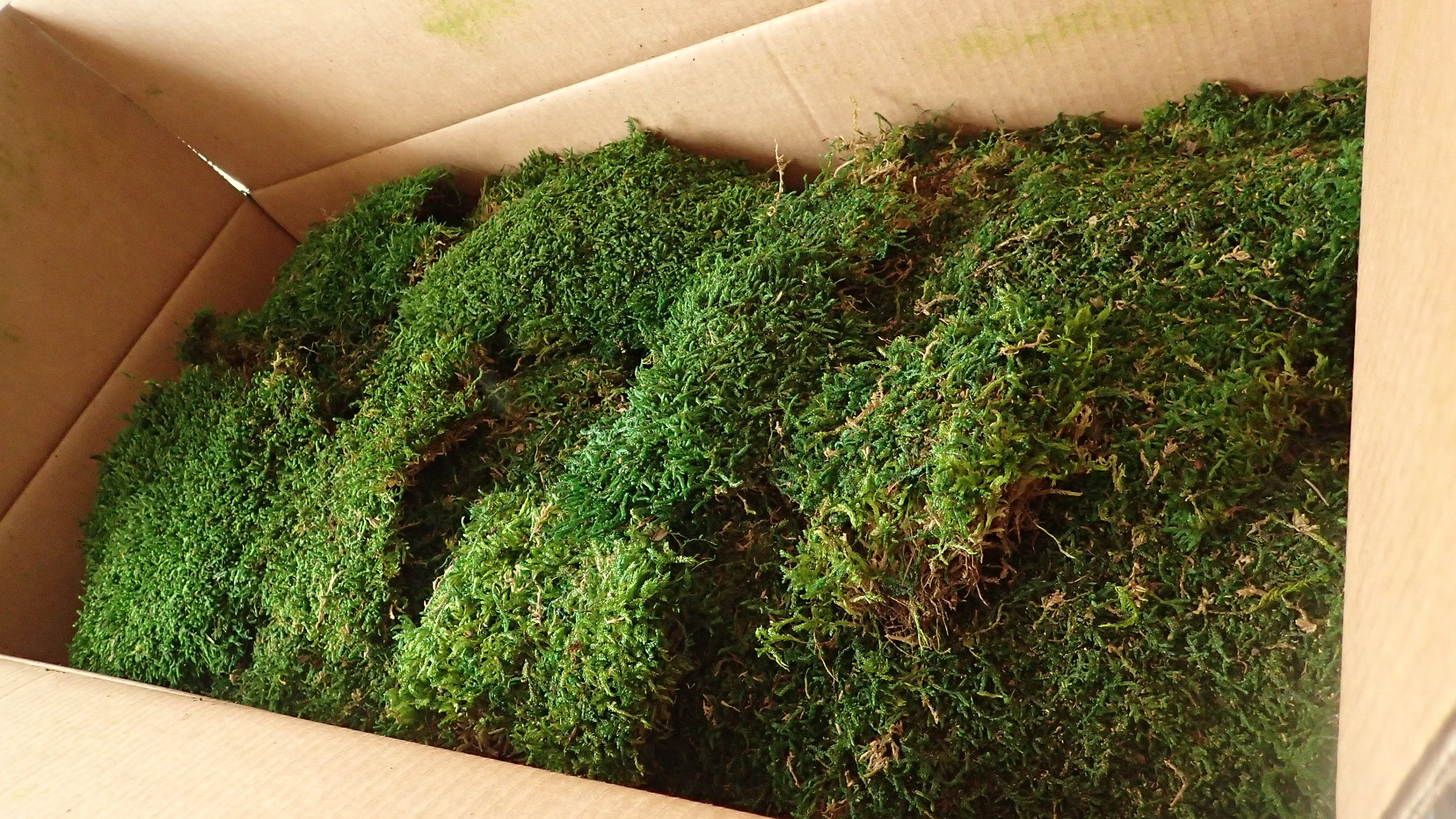 Mousse Stabilisée, Mousse de Forêt Plate Carton Vrac 3Kg Mousse