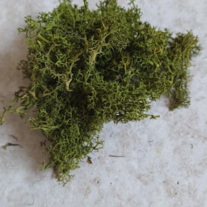 Op de afbeelding: Een stapel geconserveerd groen mos, een populair materiaal voor knutselen en decoreren.