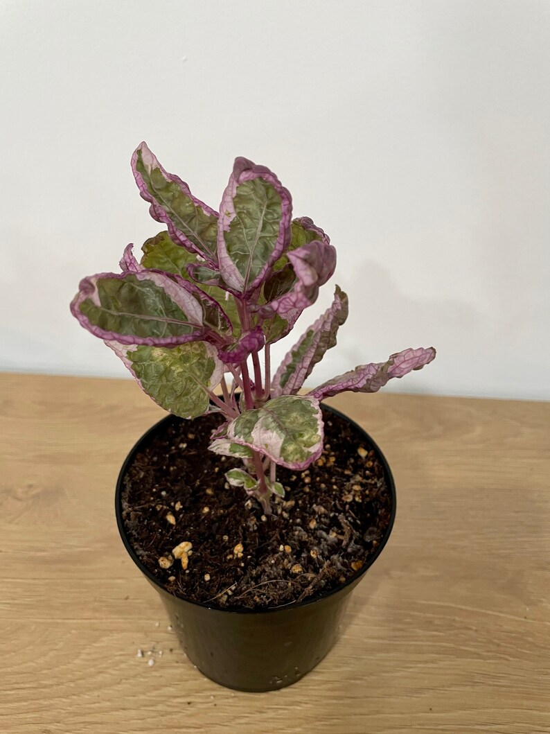 Snow White Waffle Plant Hemigraphis Alternata 4 Inch Pot Etsy