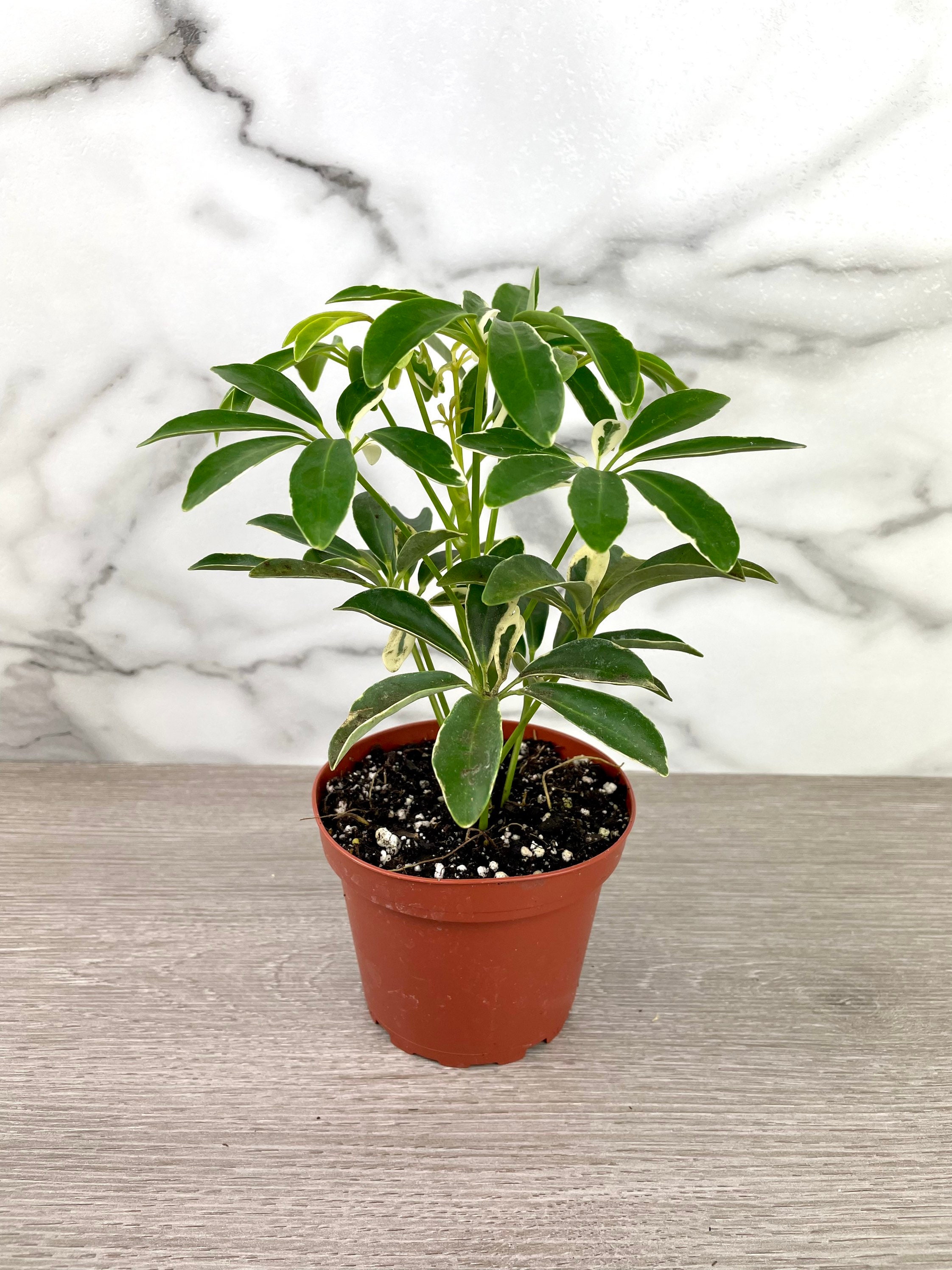 Schefflera Moondrop Plant Air Purifier Houseplant Live Etsy