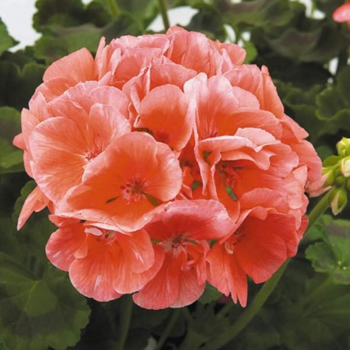 GeraniumsZonal Patriot Salmon Chic 4 pot Etsy