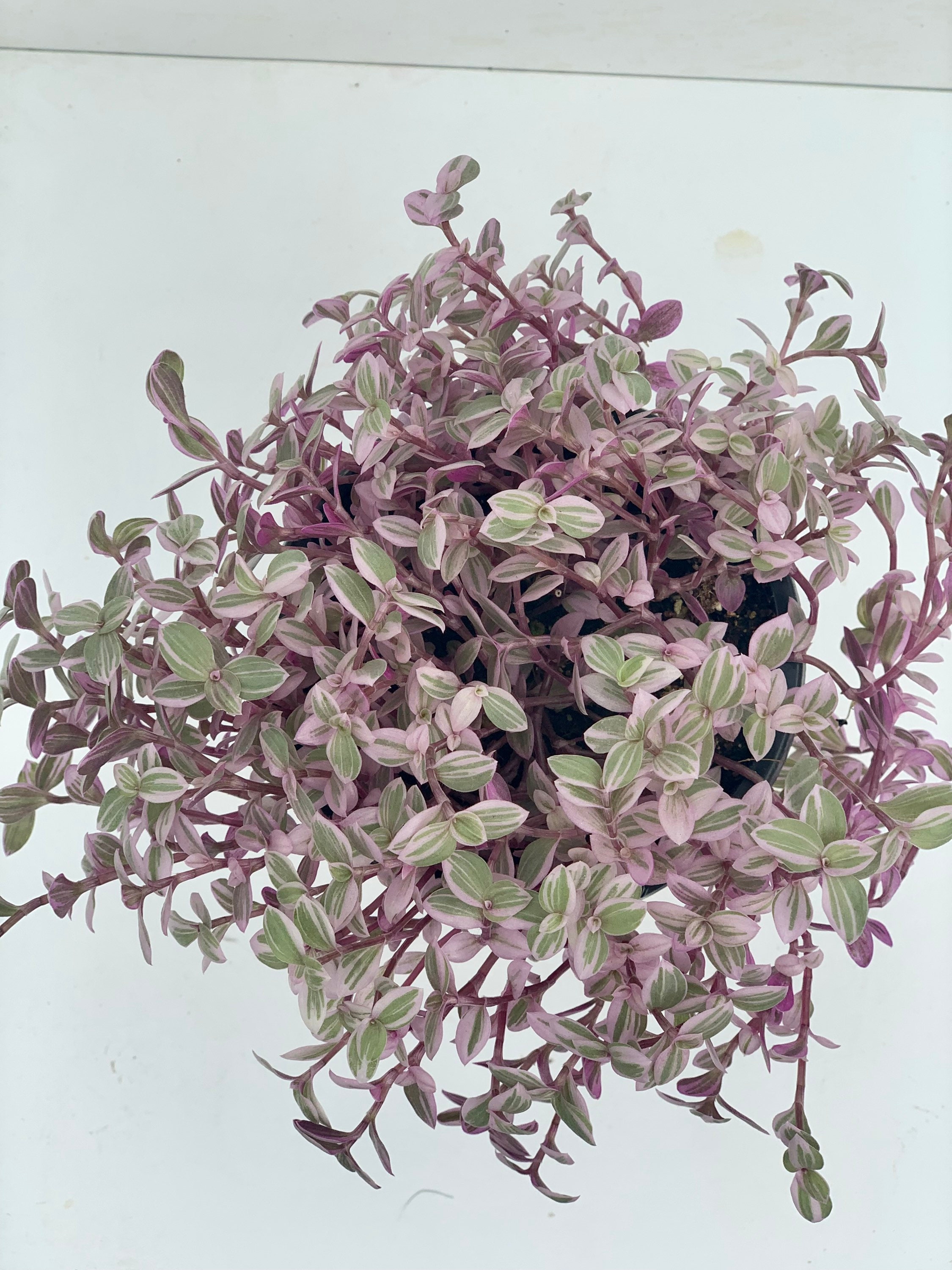 Pink Panther Plant Toxic