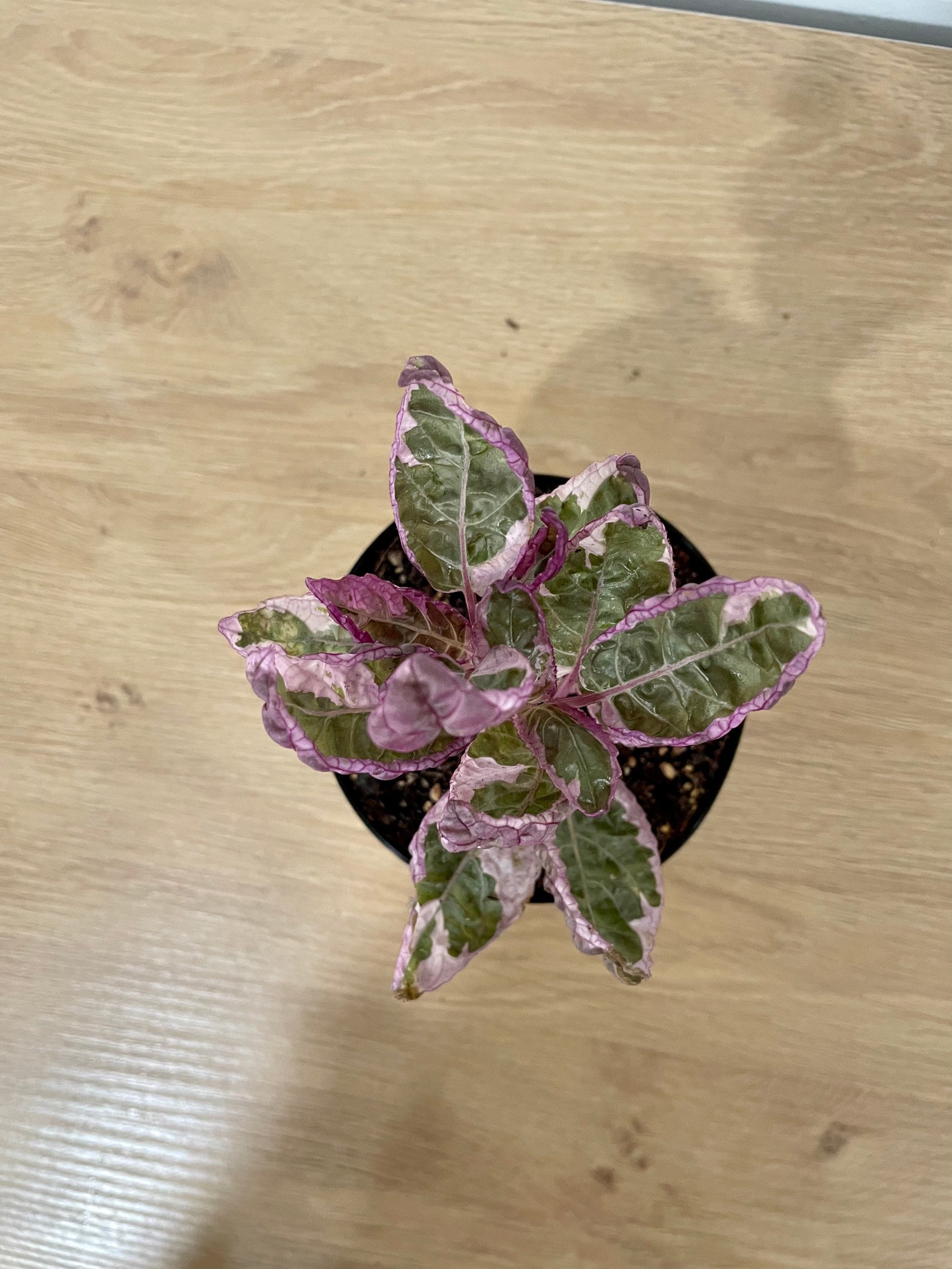 Snow White Waffle Plant Hemigraphis Alternata 4 Inch Pot Etsy