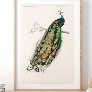 Arte mural para sala de estar, decoración de dormitorio, estampado de pavo real, póster de pájaro, pluma de pavo real, pájaro vintage, Charles Dessalines D'Orbigny