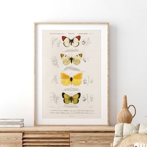 Vintage Butterfly Print, Nursery Decor, Botanical Illustration, Butterfly Wall Art, Gift Idea, Bedroom Decor, Nursery Girl Baby Room