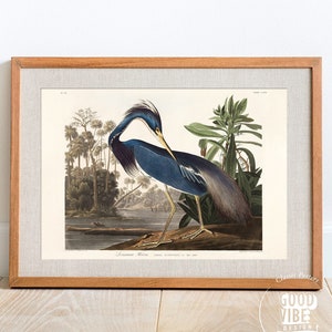 Decoración de pared para comedor, pintura de pájaro antiguo, dibujo vintage, garza azul, acuarela de pájaro, aves de América, arte ornitológico, garza de Luisiana