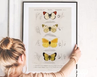 Vintage Butterfly Print, Nursery Decor, Botanical Illustration, Butterfly Wall Art, Gift Idea, Bedroom Decor, Nursery Girl Baby Room