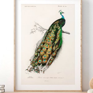 Living Room Wall Art, Bedroom Decor, Peacock Print, Bird Poster, Peacock Feather, Vintage Bird, Charles Dessalines D' Orbigny