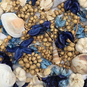 May include: An overhead shot of a collection of natural elements. The image features various seashells, dried flowers, and seed pods in shades of beige, cream, and brown, with accents of deep blue. The arrangement creates a textured, organic aesthetic.