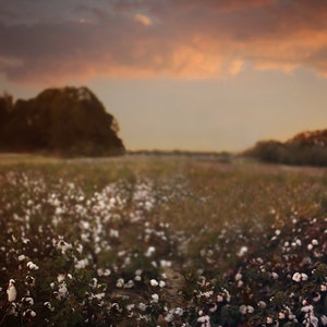 Cotton Field Digital Backdrop