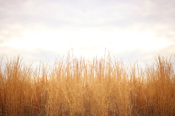 Golden Field Digital Backdrop Etsy Golden Field Digital Backdrop Etsy