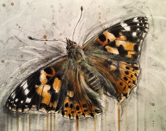 Butterfly Print 'The Painted Lady' (Highest Quality Giclee Print on think 300 gsm paper)