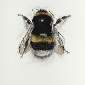 Save The Bees, Limited Edition Bumble Bee Giclee Print - 10% profits go to British Bee Charity
