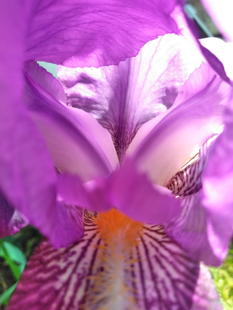 Purple Iris Flower Essence .5 Fluid Ounce Size Etsy