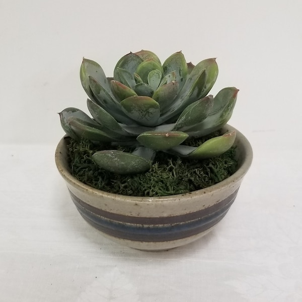Faux Echeveria succulent plant, Potted in a clay pot, Glazed lines in shades of blue, with a clear glaze.