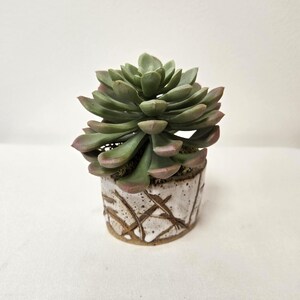 May include: A small succulent plant with green leaves and pink edges sits in a white ceramic pot. The pot has a textured, cross-hatched design in brown. The plant is a decorative item.