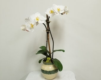 Faux white phalaenopsis orchid plant, two blooming stems, potted in a  glazed clay pot, with deer moss and bamboo.