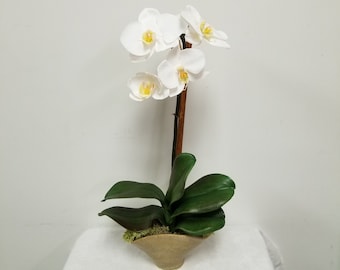 Faux white phalaenopsis Orchid plant with 5 flowering heads potted in a hand thrown ceramic glazed pot with deer moss.