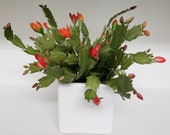 This is a natural touch very realistic Christmas cactus plant in a white square ceramic container.