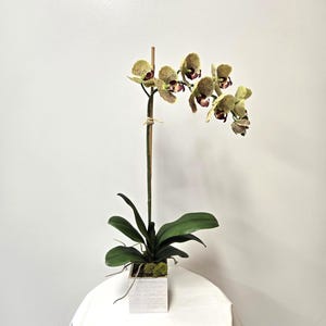 May include: A potted orchid plant with green leaves and speckled yellow and burgundy flowers. The plant is in a white square wooden planter. The plant is on a white surface against a white background.