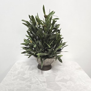 Faux Olive Tree Branch, Potted in a Handcrafted Clay Pot, with white glaze.