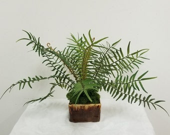 Faux Finger fern plant, potted in a handcrafted white clay pot, Glazed in a dark nutmeg brown, with Deer moss.