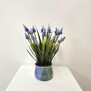 May include: A potted plant featuring vibrant blue and purple flowers with green leaves. The flowers are in a two-toned blue and green ceramic pot. The plant is set on a white surface against a white background.