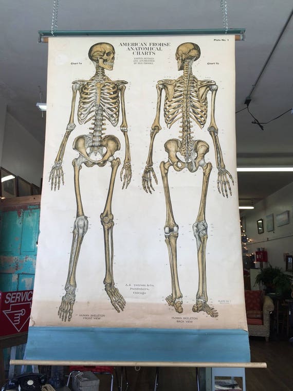 Nystrom Frohse Anatomical Charts