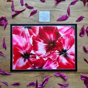 Mohnblumen aus leuchtenden rot-pinken Enkaustikfarben // Wunderschöne Blumen-Grußkarte // DIN 5 // handgemalt // als Original verschickt