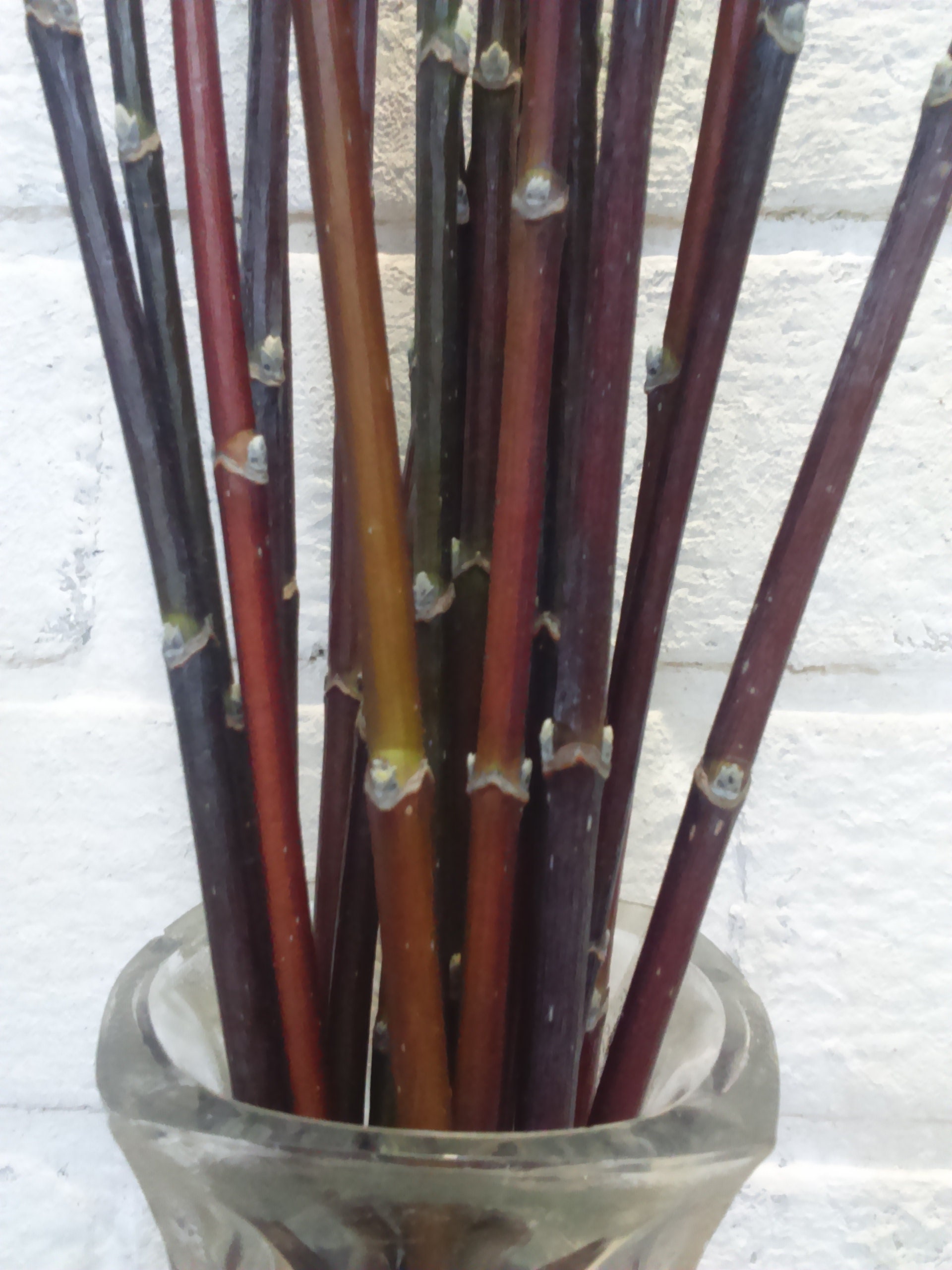 Decorative branches decorative sticks for vases tall vase Etsy