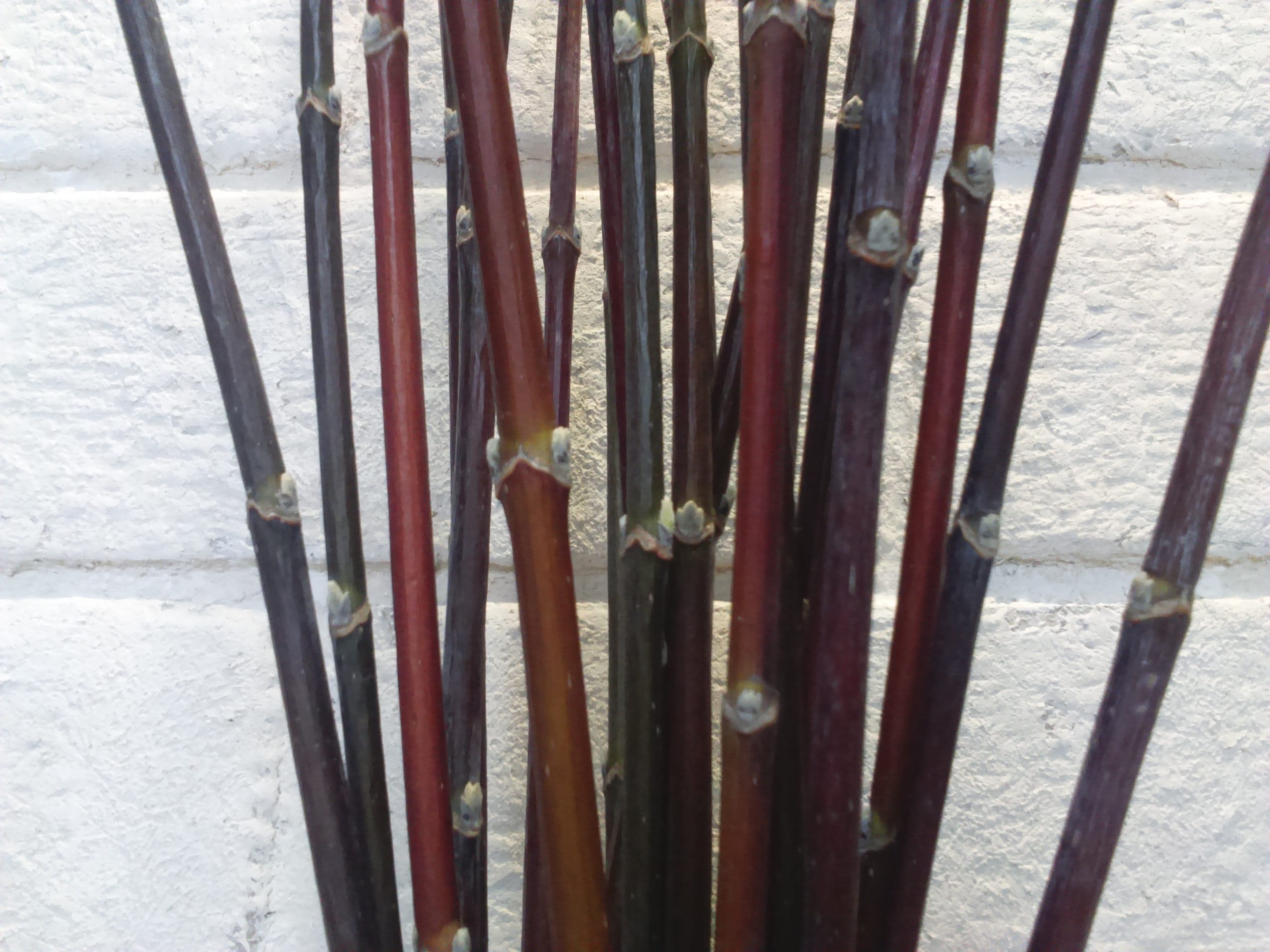 Decorative branches decorative sticks for vases tall vase Etsy