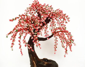 Cherry blossom Bonsai tree live