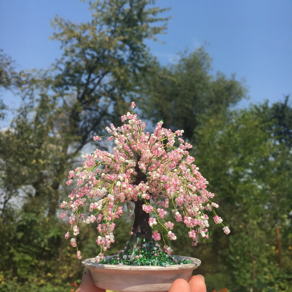 Bonsaï en fleurs de cerisier Bonsaï Sakura