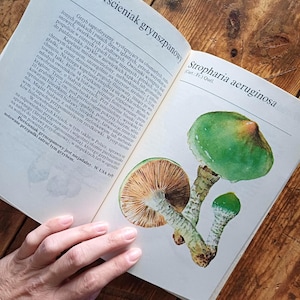 polnisch Vintage Waldpilz Ratgeber Buch/alte Mykologie Feldführer mit Illustrationen in Farbe/1988 Forager Fungi Buch/Retro Botanisches Buch