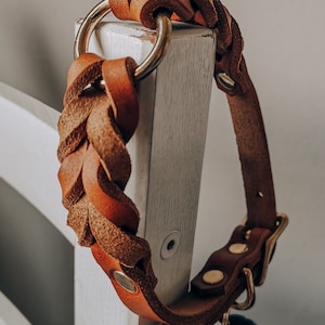 Lederhalsband Hundehalsband Leder Pines