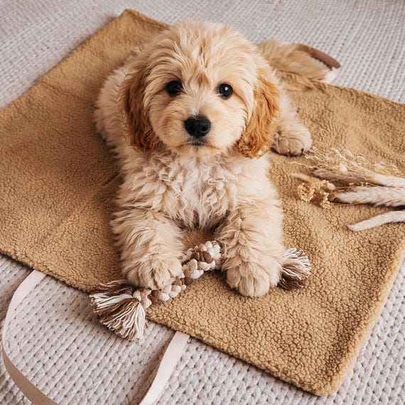 trockenfutter hund netto The Goodstuff Trockenfutter Rind Adult – Getreidefrei & Natürlich