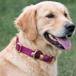 May include: A golden retriever dog wearing a magenta dog collar with brass hardware. The collar features a rectangular adjustment buckle, a central D-ring for leash attachment, and a textured, wrapped detail near the metal ring closure.