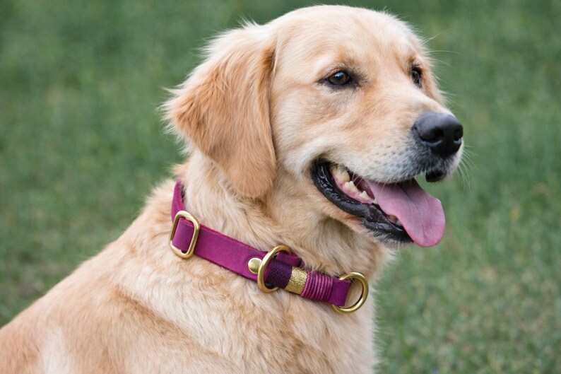 May include: A golden retriever dog wearing a magenta dog collar with brass hardware. The collar features a rectangular adjustment buckle, a central D-ring for leash attachment, and a textured, wrapped detail near the metal ring closure.