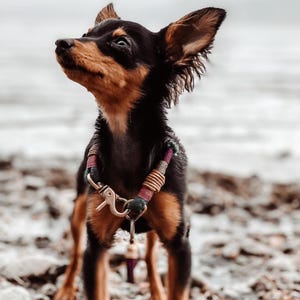 May include: A small black and tan dog wearing a decorative collar featuring dark green, maroon, and tan wrapped cord accents with a metallic gold-toned swivel clasp and a small dangling bell attached to the front centre of the harness.