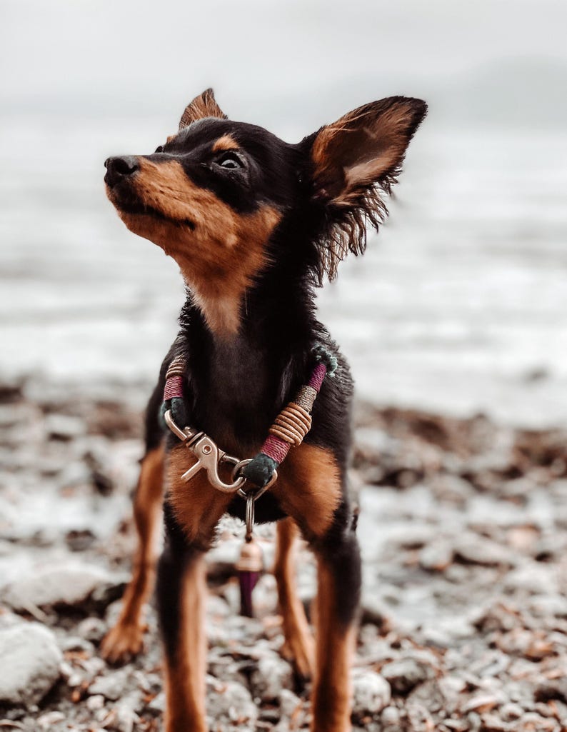May include: A small black and tan dog wearing a decorative collar featuring dark green, maroon, and tan wrapped cord accents with a metallic gold-toned swivel clasp and a small dangling bell attached to the front centre of the harness.