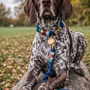 May include: A dark brown and white spotted dog wearing a navy blue rope collar and matching lead. The collar and lead feature decorative accents in red, light blue, and green, with brass hardware including a circular blank identification tag.