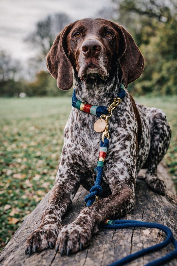 Juniper Hanftau Hundehalsband Nachhaltig | Tau Halsband Hund | Stylisches  Rope Dog Collar | Robustes Hundehalsband - Etsy Canada