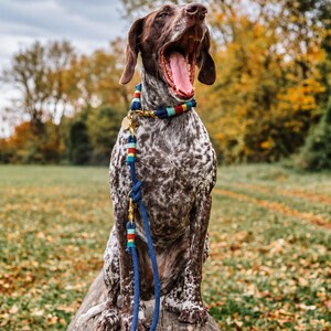 May include: A German Shorthaired Pointer dog with a brown and white spotted coat wearing a blue rope collar and lead set. The collar and lead feature decorative accents in red, yellow, and light blue, with brass hardware and a small round tag.