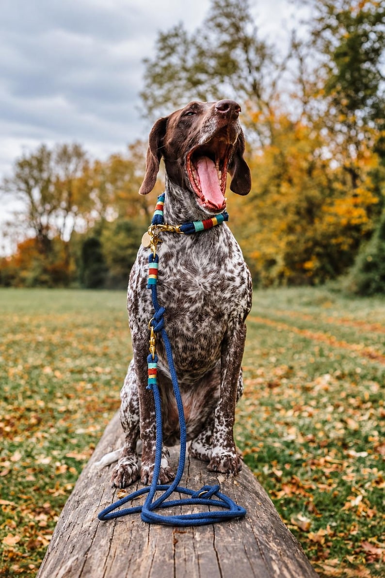 May include: A German Shorthaired Pointer dog with a brown and white spotted coat wearing a blue rope collar and lead set. The collar and lead feature decorative accents in red, yellow, and light blue, with brass hardware and a small round tag.