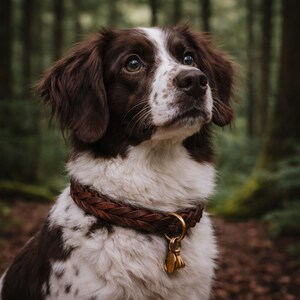 Pode incluir: Um c&atilde;o castanho e branco com uma coleira de couro entran&ccedil;ado castanho escuro, com um anel de lat&atilde;o e duas pequenas placas redondas de lat&atilde;o. O c&atilde;o tem pelo comprido e macio, uma mancha branca na cara e manchas castanhas escuras.