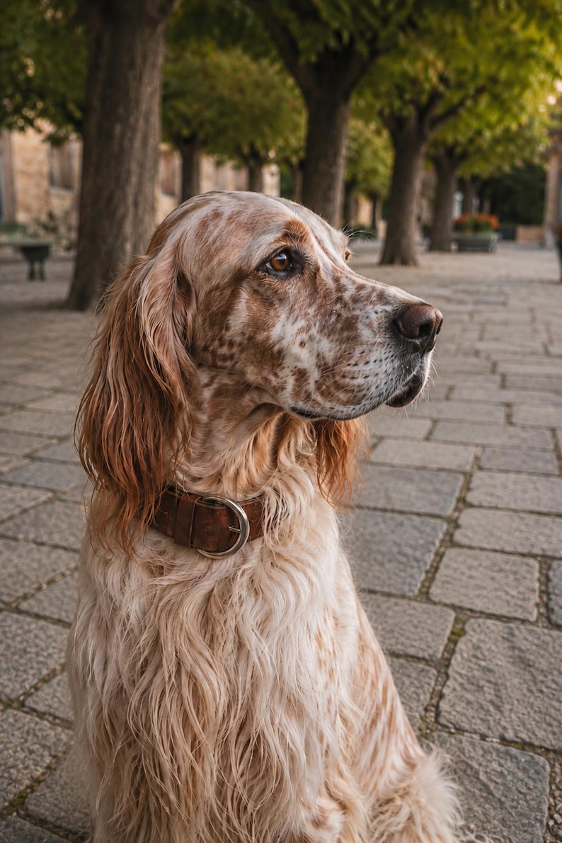 May include: An English Setter dog with a white and orange-brown spotted coat and long, wavy fur. The dog has a dark brown leather collar with a silver-toned metal buckle and is looking toward the right side of the frame with brown eyes.