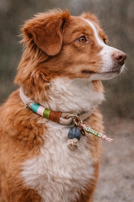 Tau Hundehalsband Ivy | Hanftau Zugstopp Halsband mit Kurzfhrer | robustes  Rope Dog Collar | stylisches Hundehalsband mit Anhnger - Etsy sterreich