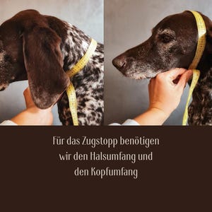 Pode incluir: Um c&atilde;o braco alem&atilde;o de pelo curto com pelagem manchada em castanho e branco. Uma fita m&eacute;trica amarela est&aacute; enrolada &agrave; volta do pesco&ccedil;o e da cabe&ccedil;a do c&atilde;o. O texto diz: F&uuml;r das Zugstopp ben&ouml;tigen wir den Halsumfang und den Kopfumfang.