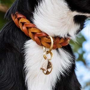 Peut inclure: Un collier pour chien en cuir tress&eacute; marron avec une attache en anneau en laiton. Un petit pompon beige et une breloque circulaire en laiton repr&eacute;sentant un arbre sont suspendus &agrave; l'anneau. Le collier est port&eacute; par un chien noir et blanc.