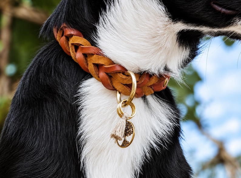 Peut inclure: Un collier pour chien en cuir tress&eacute; marron avec une attache en anneau en laiton. Un petit pompon beige et une breloque circulaire en laiton repr&eacute;sentant un arbre sont suspendus &agrave; l'anneau. Le collier est port&eacute; par un chien noir et blanc.